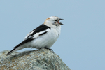 Snow Bunting singing, side view, Jokulsarlon, Iceland