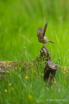 The Dancing Song Thrush!
