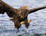 Sea Eagle, talons extended forward, close-up - Flatanger, Norway
