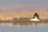 Andean Avocet flying, wings up, Chaxa, Chile