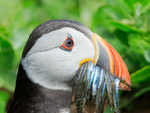 Close-up of Atlantic Puffin, Farne Islands