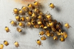 Spiderlings