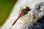 Common Darter Dragonfly - DSC_5919