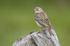 Tree Pipit