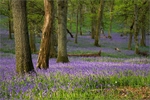 Kinclaven woods 03