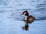 Great Crested Grebe