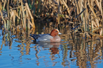 Wigeon