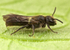 Chelostoma campanularum (m)