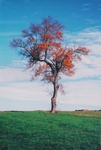 TheTree2007Layer80008