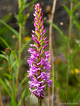 Fragrant Orchid (02)