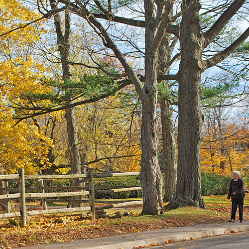 No better exercise then a brisk walk on a crisp autumn's day.