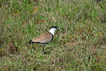 Spur-winged Plover