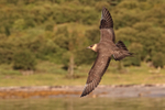 Arctic Jaeger circling boat, Flatanger, Norway