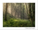 Misty Woodland 03