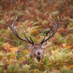 5-Autumn colours in the ruting season
