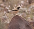 Desert Wheatear