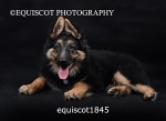 equiscot1845