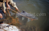 Tethered Silver Mahseer.