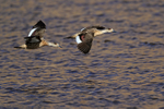 Crested Ducks in flight, Machuca, Chile