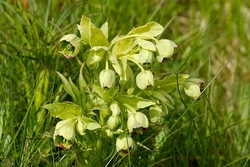 Helleborine