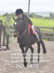 CLASS 2 Novice Working Hunter (0.60m - 0.70m) portfolio