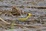 Citrine Wagtail