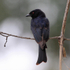 Rear view of a Fork-tailed Drongo perched on a branch