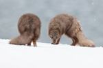 Arctic Fox confrontation, Hornstrandir, Iceland