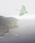 Luna moth at coast - Newfoundland