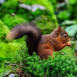 Red Squirrel