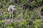Great Blue Heron chick, Venice Rookery, Florida