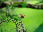 Wren