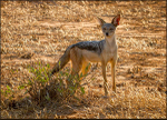Black backed jackal