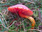 Splendid Waxcap
