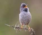 Marmoras Warbler