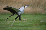 Secretary Bird