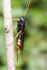 Wood wasp