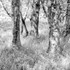 Trees 1