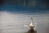 Swan, Lake of Menteith