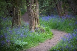 Path Through the Bluebells