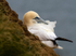 Gannet 4