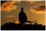 Territorial Crowing