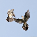 Cuckoos (Cuculus canorus) fighting