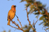 Cape Weaver (male) singing, Mossel Bay, South Africa