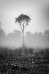 Lonesome Pine