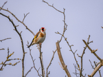 Goldfinch