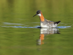 Red-necked Phalarope (female), Iceland