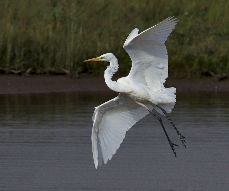 Great Egret - Dee Estuary - North Wales