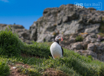 Puffin on Skomer Island