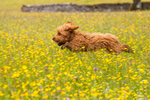 On the Run